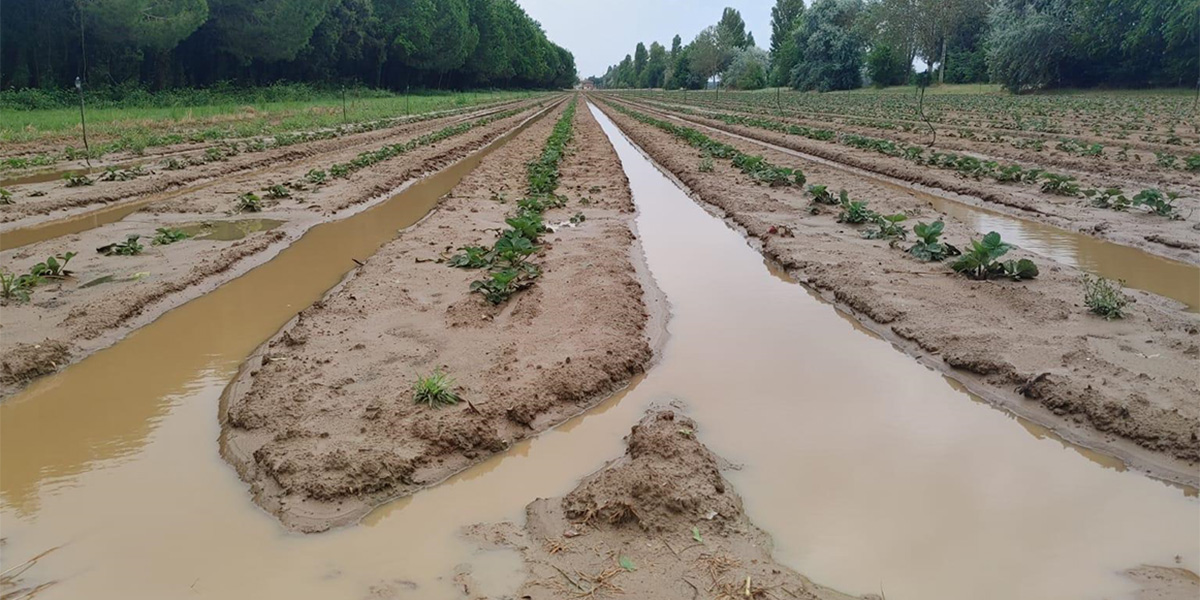 Maltempo: grandine e vento devastano l’agricoltura del Centro-Nord